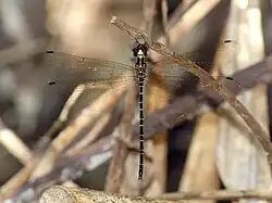 Male