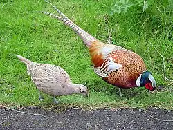 A light buff female common pheasant, beside a larger and more colorful male common pheasant