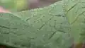 Leaf upperside