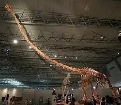 Reconstructed skeleton of the giant sauropod Mamenchisaurus