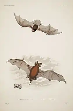 Drawing of brown bats