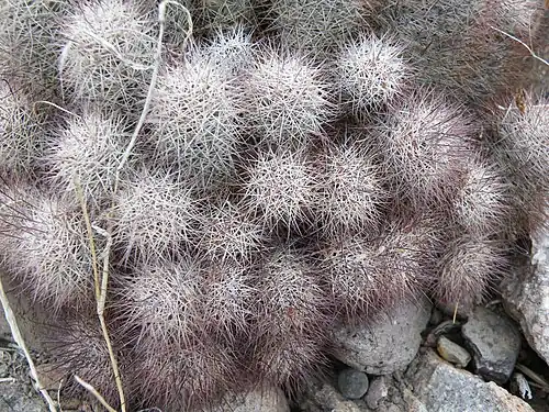 Habitat in La Paz, Baja California Sur