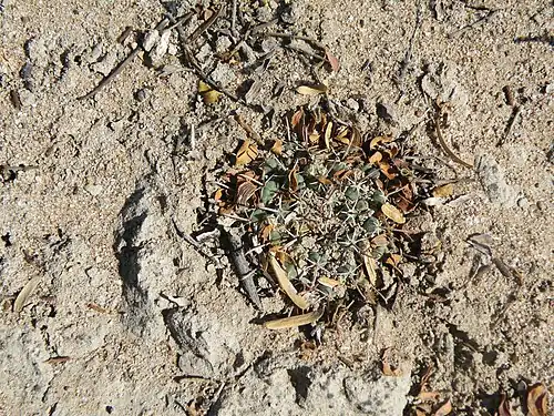 Plant in habitat near Cerritos, San Luis Potosí