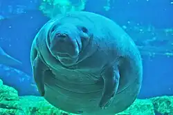 Underwater photo of manatee