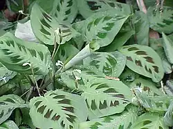 Maranta leuconeura (Marantaceae)