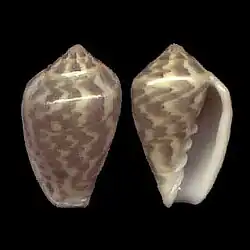 Marginella bairstowi Fishhoeck, False Bay South Africa
