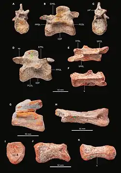 Plate showing photographs of various casts with scale bar