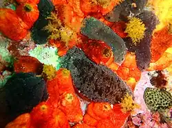 Pseudocnella insolens (red) and Pentacta doliolum (dark)