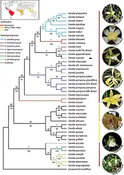 Diagram with species at the end of branches on a phylogenetic tree