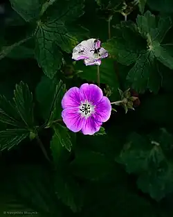 Meadow Geranium or Geranium pratense), Valley of Flowers Trek
