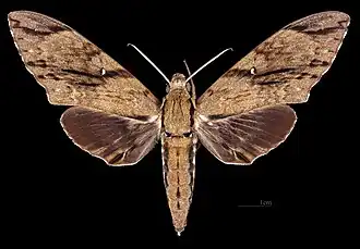 Meganoton rubescens thielei ♂