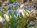Short-styled Bluebell (Mertensia brevistyla)[27]