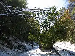 A downed tree with green and yellow leaves suspended by wires next to snow-covered railroad tracks.