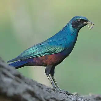 Adult bird showing coppery iridescence on flank plumage