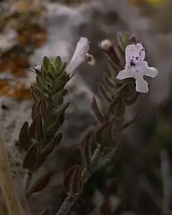 A small plant with a flowering bud