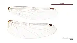 Male wings