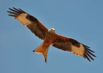 Red kite.