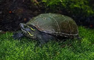 K. s. hippocrepis, Missouri