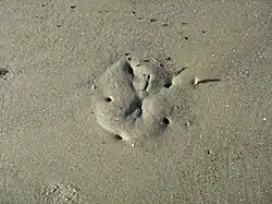 Sand dollar beneath the sand at low tide on Hilton Head Island
