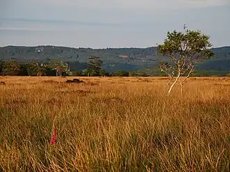 Evening view across the Moine Mhòr