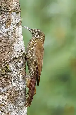 L. l. aequatorialis, Ecuador