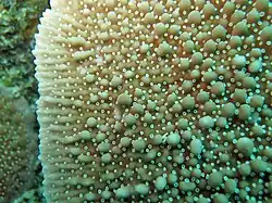 Polyps of Montipora danae