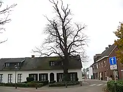 The Freedom Tilia in Morkhoven (2007)