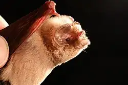 Brown bat head
