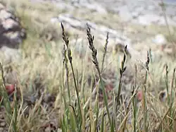 Richardson's Muhlenbergie