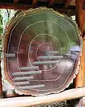 A cross-section of a redwood tree with labels on rings indicating historic events
