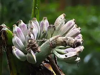 Musa itinerans var. formosana