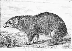 Drawing of black/brown stink badger