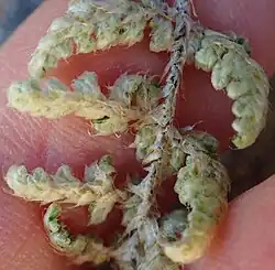 Underside of a fern leaf showing densely overlapping lightly-colored broad scales