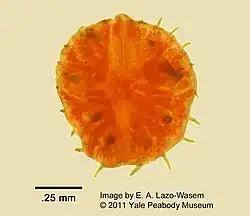 Microscopic image of a red-orange circular microorganism, Myzostoma cirriferum
