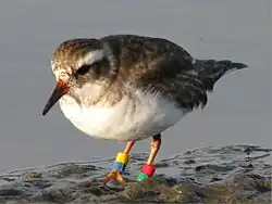 Image of Shore plover juvenile