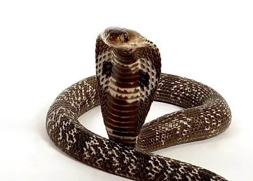 A cobra with its hood raised