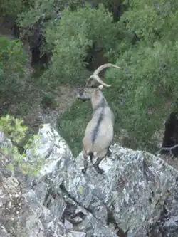 Capra pyrenaica victoriae in Las Casas del Conde, Sierra de Francia
