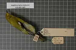 Aegithina tiphia multicolor (Gmelin, 1789), female