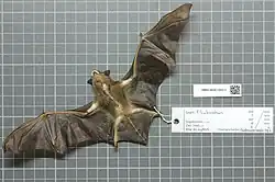 Brown bat