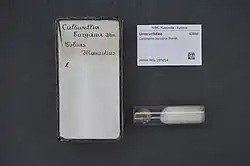 Vial containing Caldwellia boryana shell on the bottom right, including a box with the scientific name on the left