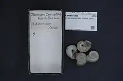 Cristigibba tortilabia.