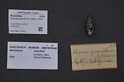 Muricopsis pauxilla (A. Adams, 1854)