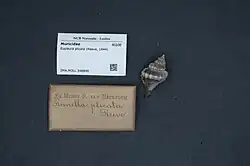 Image of a Eupleura plicata shell