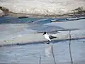 Black-headed gull standing on ice in Ämmänväylä, Oulu, Finland