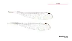 Female wings