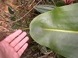 The peltate leaf attachment