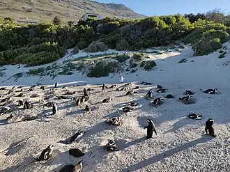 Colony of African penguins nesting on Boulders Beach in Cape Town