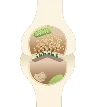 A typical central nervous system synapse