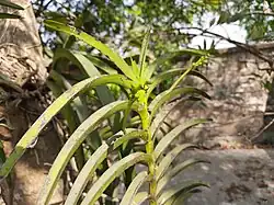 New buds of Vanda tessellata
