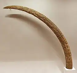 Sample of a Benin Altar Tusk